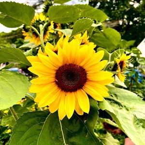 Meet your Posher, Alison